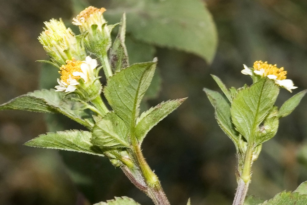 Bidens pilosa/ Forbicina pelosa